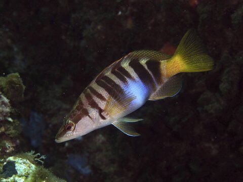 A striped bass (Serranus scriba) swims in the clear water of a marine environment in the Mediterranean near Hy&egrave;res, Giens peninsula diving site, Porquerolles, Provence, C&ocirc;te d'Azur, France