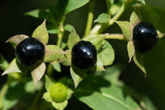 Close-up of three ripe belladonna berries growing on the bush. The berries are poisonous.