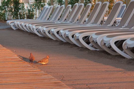 Two doves walking on sand near empty sunbeds at resort beach during golden sunrise