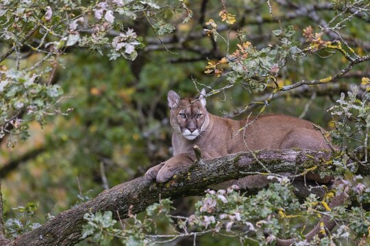 One adult cougar, Puma concolor, rests on a big branch high up in an oak tree