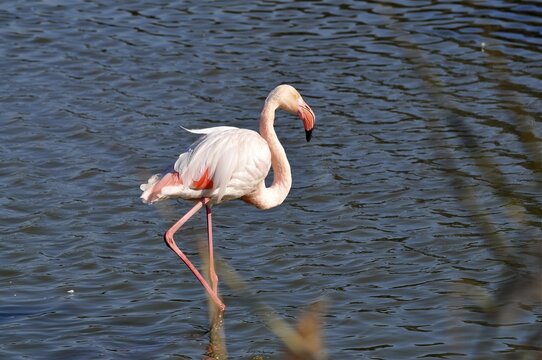 A flamingo, the greater flamingo (Phoenicopterus roseus), stands alone in the water, standing out against the water's surface, Camargue, Provence, France