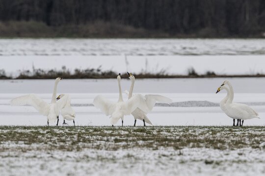 Whooper Swans (Cygnus cygnus) and tundra swans (Cygnus bewickii), Emsland, Lower Saxony, Germany