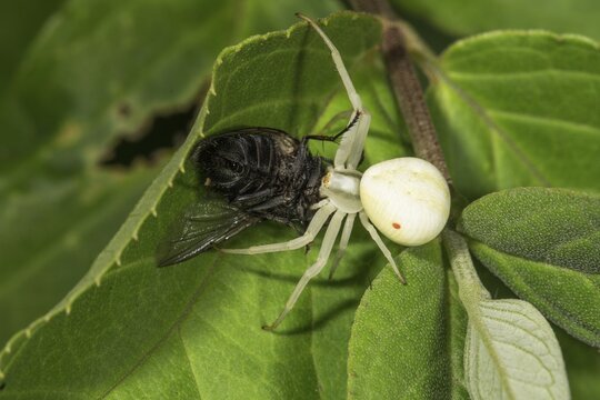 Variable crab spider (Misumena vatia) sucking on its prey, a flesh fly, Baden-W&uuml;rttemberg, Germany