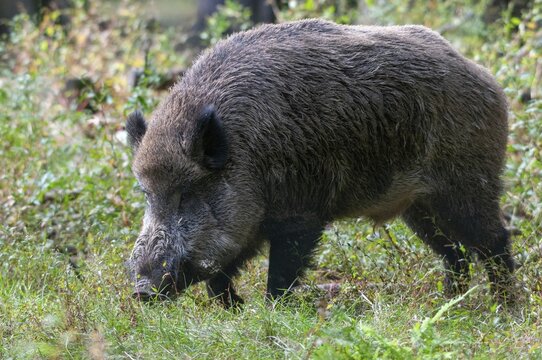 Artiodactyla, even-toed ungulate, cloven-hoofed, wild boar, wild boar, boar, boar, mammals, mammals