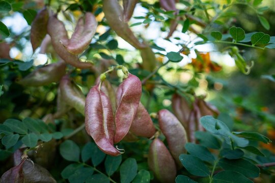 Pulses, Bladder Senna (Colutea arborescens), Willibaldsburg Bastion Garden, Eichst&auml;tt, Altm&uuml;hltal, Upper Bavaria, Bavaria, Germany