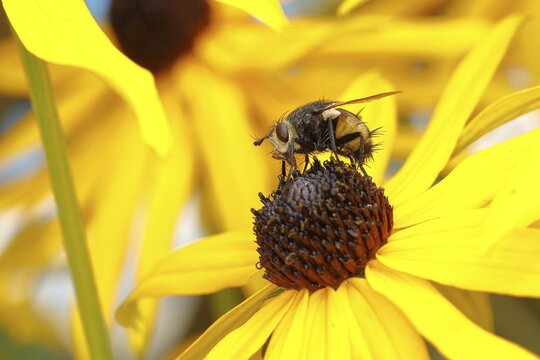 Hedgehog fly (Tachina fera), collecting nectar from a flower of yellow coneflower (Echinacea paradoxa), Wilden, North Rhine-Westphalia, Germany