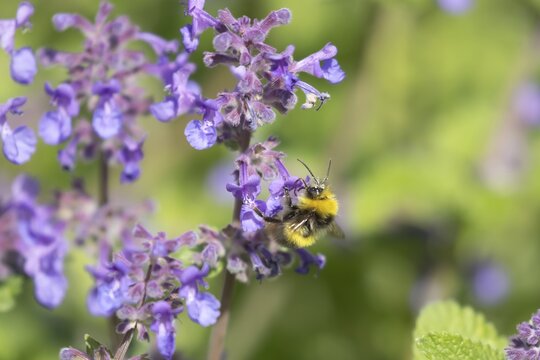 Early bumblebee (Bombus pratorum) adult bee feeding on a Bugle flower in spring, England, United Kingdom