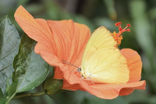 Butterfly Common Emigrant or Lemon Emigrant (Catopsilia pomona) on a Chinese hibiscus (Hibiscus rosa-sinensis) flower, captive