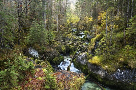 Wild nature in the Echerntal. Forest with dead wood. Fallen trees. The forest stream with rocks. Autumn, colourful autumn leaves. Hallstatt, Salzkammergut, Upper Austria, Austria