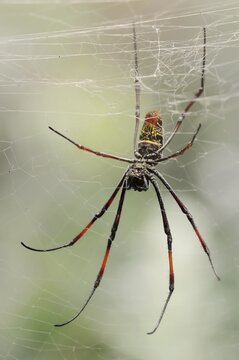 Silk spider (Nephila spec.) in web, captive, North Rhine-Westphalia, Germany
