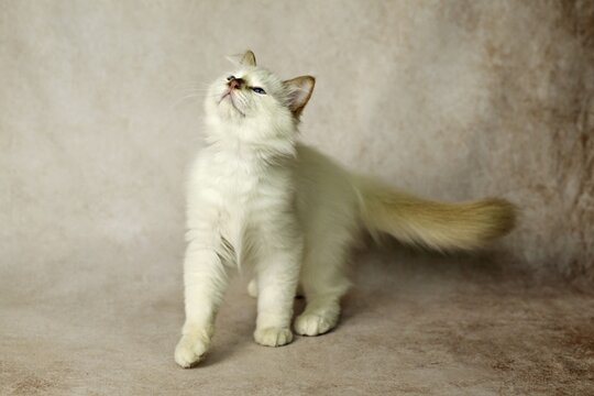 Purebred cat, Sacred Burmese, young male cat, Cinnamon-point