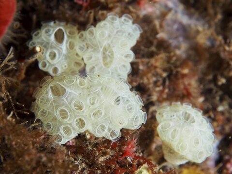 Transparent sea squirts with complicated structure, football sea squirt, spherical ascidian (Diazona violacea), on the seabed, dive site Giens Peninsula, Mediterranean Sea, Porquerolles, Provence, C&ocirc;te d'Azur, France