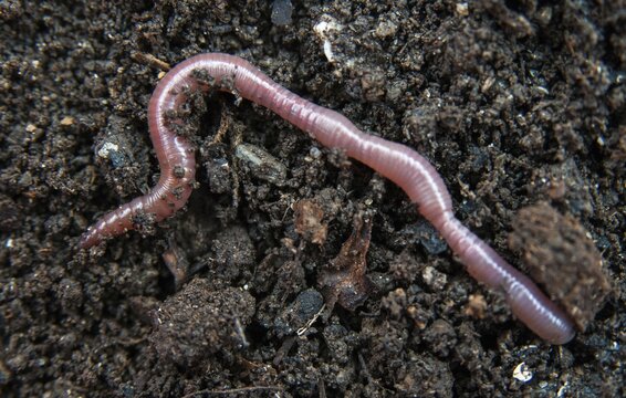 Annelida, clitellata, earthworm, shingles, lumbricidae, oligochaeta, annelids, few bristles, earthworm