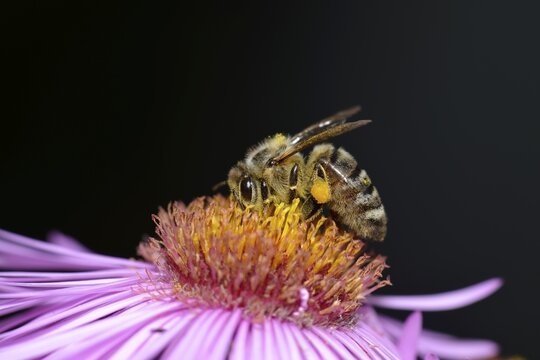 Honey bee (Apis mellifera) with pollen on its legs sitting on aster (Aster), sucking up nectar, Baden-W&uuml;rttemberg, Germany