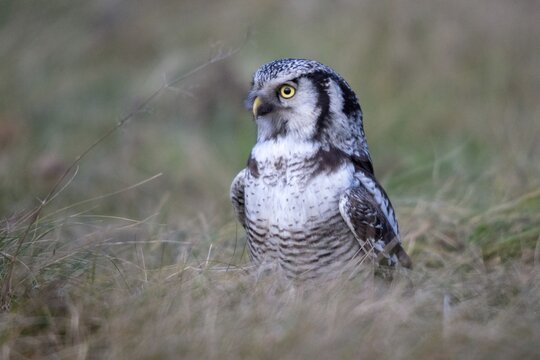 Hawk owl, sparrow owl, surnia ulula, birds, owls, northern hawk owl, owls, strigiformes, birds