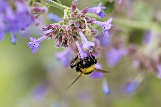 Garden bumblebee (Bombus hortorum), on a catmint (Nepeta x faassenii) flower, Meienberg, Canton of Aargau, Switzerland