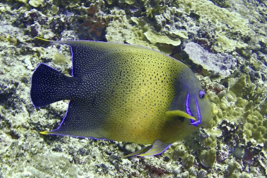 A tropical fish with shades of purple and yellow, the Koran angelfish (Pomacanthus semicirculatus), glides over light-coloured corals at the SD dive site, Nusa Ceningan, Nusa Penida, Bali, Indonesia