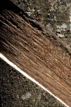 Incised Rubber Tree (Hevea brasiliensis), natural rubber production on a plantation, Peermade, Kerala, India