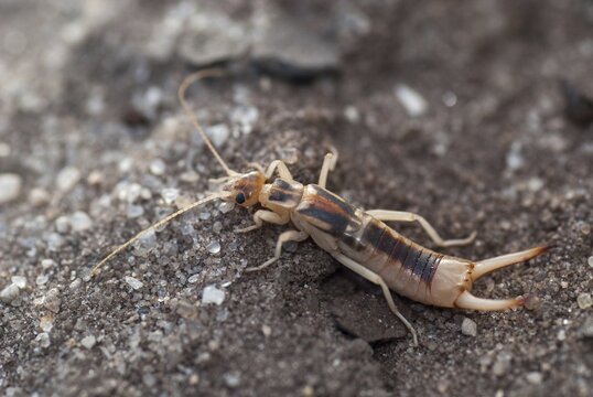 Brandenburg, Germany, Giant Earwig, Labidura Riparia, Nabu, national natural heritage, natural paradise Gr&uuml;nhaus, sandearworm, post-mining landscape, green house, insects, earwigs