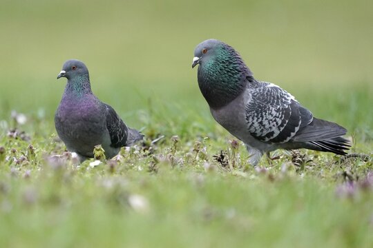 City dove (Columba livia forma domestica), pair of birds mating, Germany