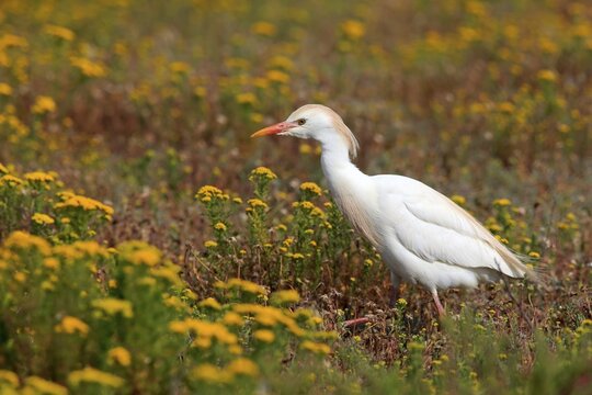 Cattle egret (Bubulcus ibis), adult foraging in flower meadow, hunting, West Coast National Park, Western Cape, South Africa
