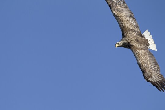 White tailed sea eagle (Haliaeetus albicilla) adult raptor bird of prey in flight, Isle of Mull, Scotland, United Kingdom