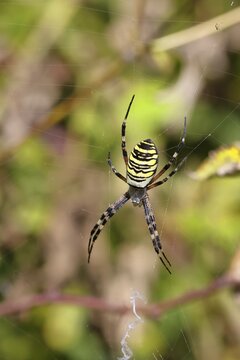Wasp spider, zebra spider (Argiope bruennichi) on its web in a bramble bush in a vineyard, Cochem, Moselle, Rhineland-Palatinate, Germany