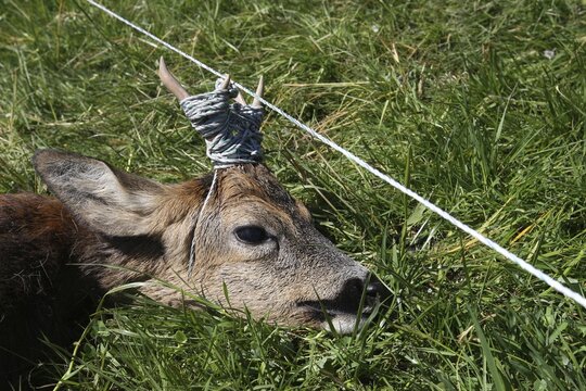 European roe deer (Capreolus capreolus) buck got his antlers caught in a pasture fence and died miserably, Allg&auml;u, Bavaria, Germany