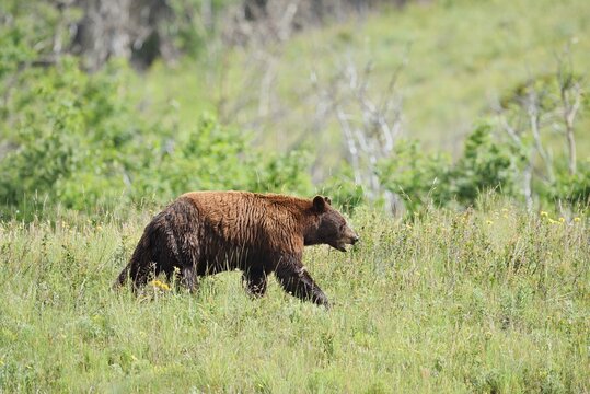 American Black Bear (Ursus americanus), cinnamon-coloured morph, Waterton Lakes National Park, Alberta, Canada