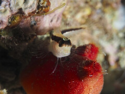Small blenny, Long-striped blenny (Parablennius rouxi), resting on a bright red sea squirt on the seabed, Hausriff dive site, Stoja, Pula, Croatia, Mediterranean Sea