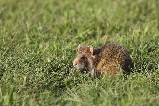 European hamster (Cricetus cricetus), in a meadow, Vienna, Lower Austria, Austria