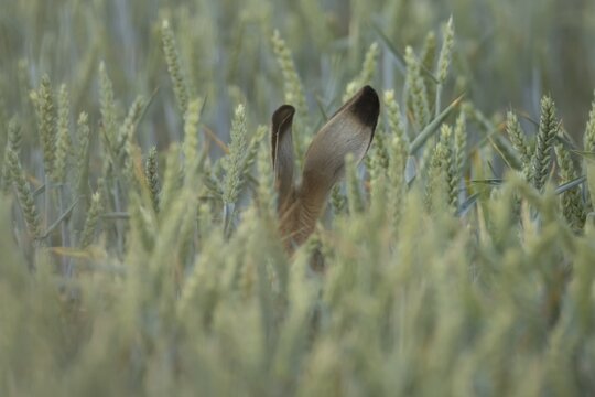 European brown hare (Lepus europaeus) adult animal hiding in a farmland wheat field in summer, England, United Kingdom