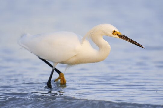 Snowy egret (Egretta thula), Florida, USA