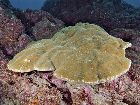 A large, undulating coral &ndash; the giant pore coral (Porites lobata) &ndash; lies on a rock underwater at the Cano Island dive site, Uvita, Costa Rica, Pacific Ocean, Central America