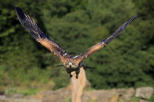 Red kite (Milvus milvus), adult flying, Kasselburg, Eifel, Germany