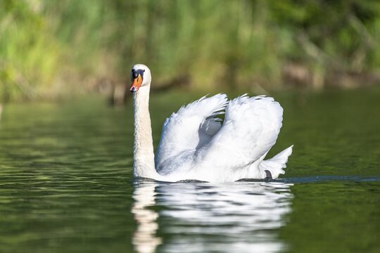Mute swan (cygnus olor), Rhine, Canton of Zurich, Switzerland