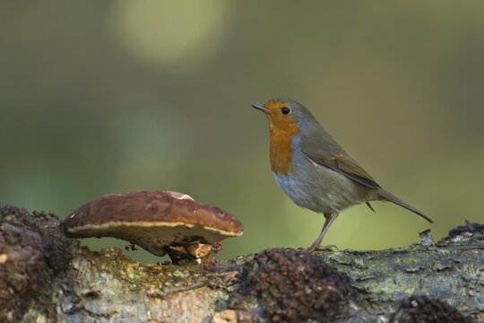 European robin (Erithacus rubecula) adult garden bird on a tree branch next to a Bracket fungi in a woodland in winter, England, United Kingdom