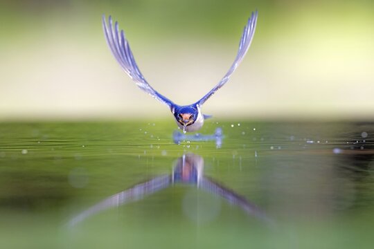 Barn swallow (Hirundo rustica) drinking in flight, water droplet, Middle Elbe Biosphere Reserve, Germany