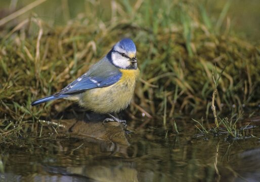 Blue tit, parus caeruleus, bath, bathe, bird bath, birds, tits, passeri, songbirds, tits, drinking water, birdbath, birds, watering place
