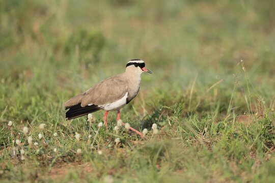 Crowned Lapwing (Vanellus coronatus) adult, vigilant, foraging, Pilanesberg National Park, North West Province, South Africa