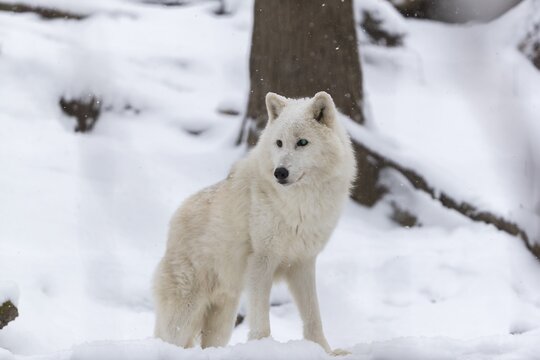 Melville Island wolf (Arctic wolf) standing in snow covered forest, snow falling