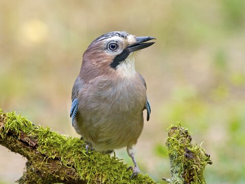 Eurasian jay (Garrulus glandarius) sitting on a mossy branch, Solms, Hesse, Germany