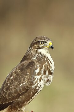 Buzzard (buteo buteo), light-coloured variant, light morph, side view, animal portrait, wildlife, North Rhine-Westphalia, Germany
