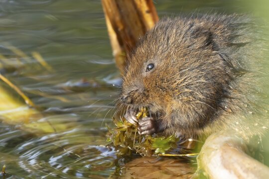 Water vole (Arvicola amphibius) adult rodent animal feeding on pond weed in a reedbed in summer, Suffolk, England, United Kingdom
