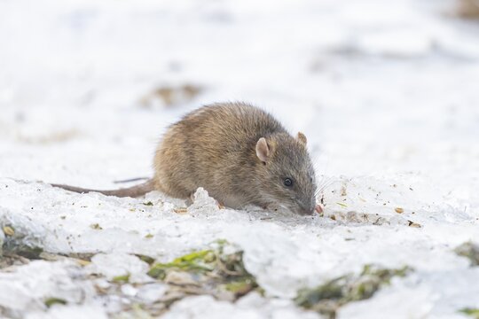 Brown rat (Rattus norvegicus) adult rodent animal feeding on seed on ice in winter, England, United Kingdom