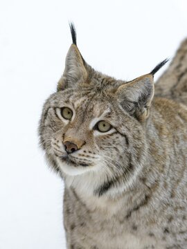 Eurasian lynx (Lynx lynx), animal portrait, Sumava National Park, Bohemian Forest, Czech Republic