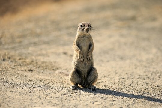 Cape ground squirrel (Xerus inauris), adult, standing upright, vigilant, Mountain Zebra National Park, Eastern Cape, South Africa