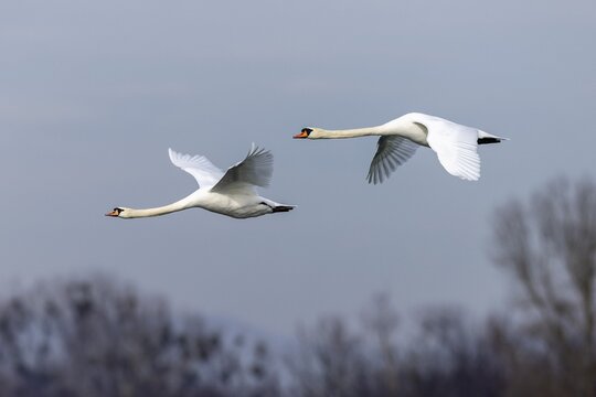 Two mute swans (cygnus olor), flying, wildlife, Germany