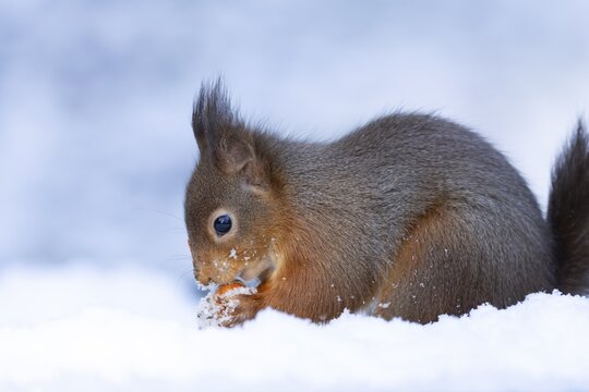 Red squirrel (Sciurus vulgaris) adult animal eating a nut in snow in winter, England, United Kingdom