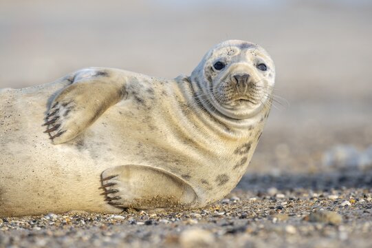 Grey seal (Halichoerus grypus), North Sea, Heligoland, Schleswig-Holstein, Germany